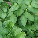 Valeriana officinalis feuille